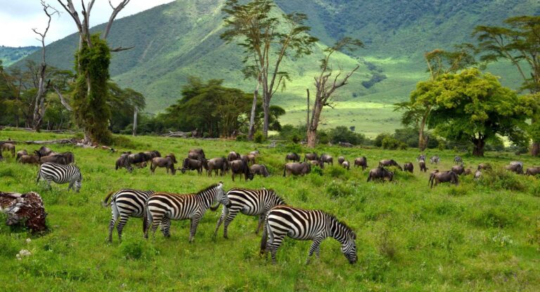 Ngorongoro-Conservation-Area-Authority